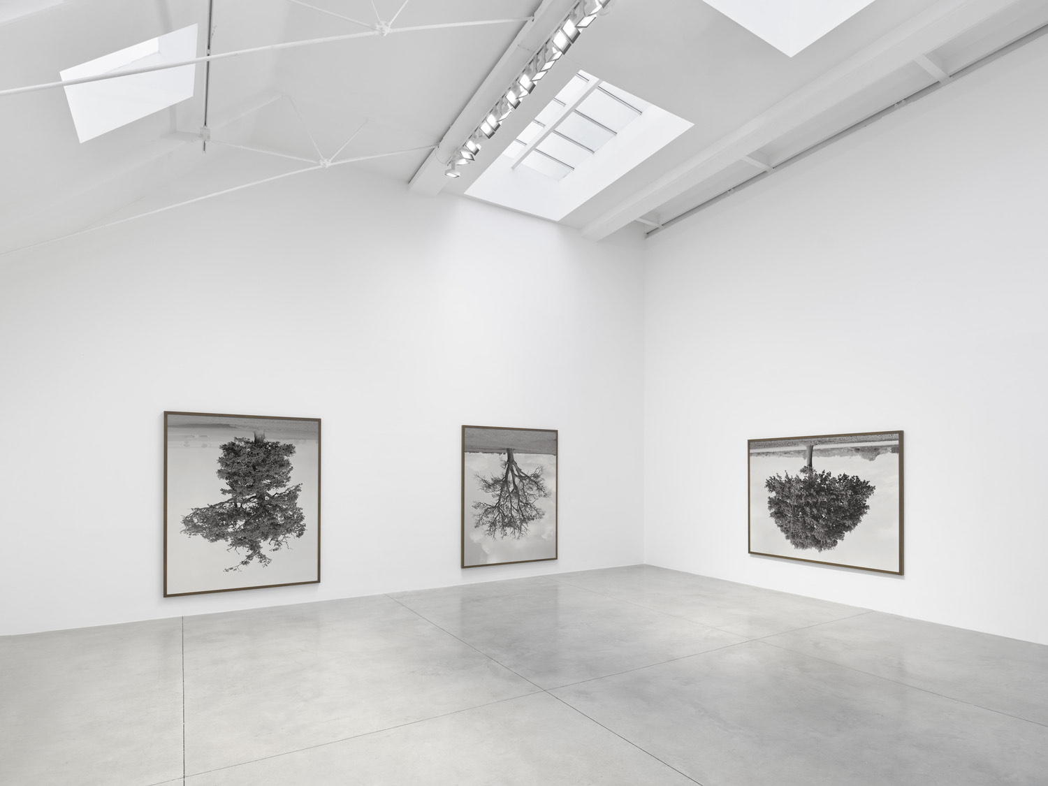 Rodney Graham: Who does not love a tree?