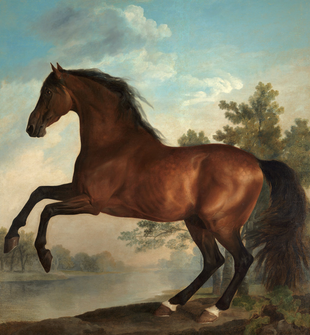 Stubbs: Portrait of a Horse