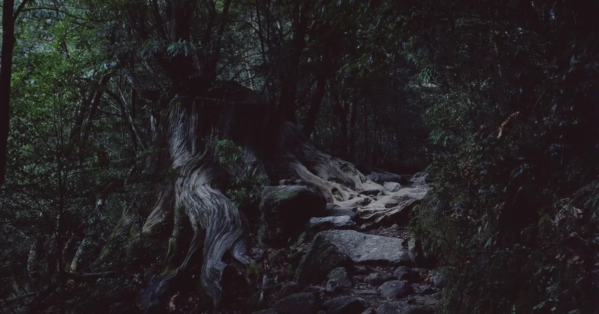 Roots